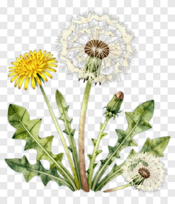 Dandelion Flower And Bud PNG