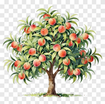 Peach Tree With Ripe Fruits PNG