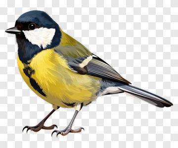 Yellow And Blue Bird PNG