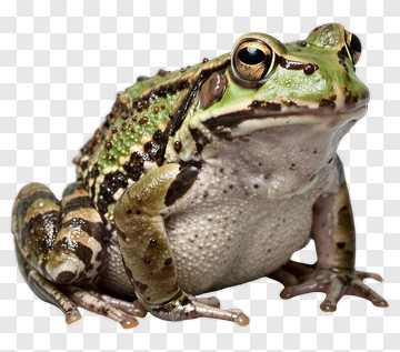 Green And Brown Frog PNG