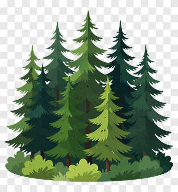 Forest Of Pine Trees PNG