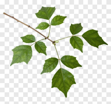 Leaf And Branch PNG