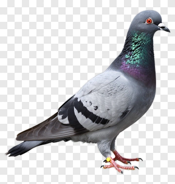 Pigeon Standing On Concrete PNG