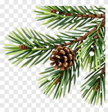 Pine Branch With Pinecone And Snowflakes PNG
