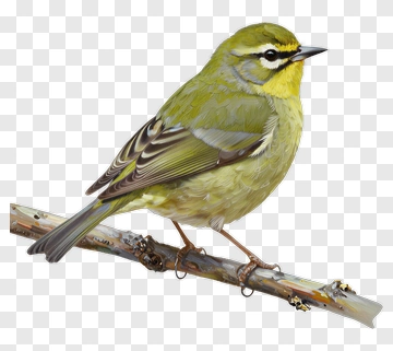 Green Bird Perched On Branch PNG