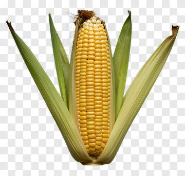 Fresh Corn With Green Leaves PNG