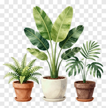 Three Potted Plants In Watercolor Style PNG