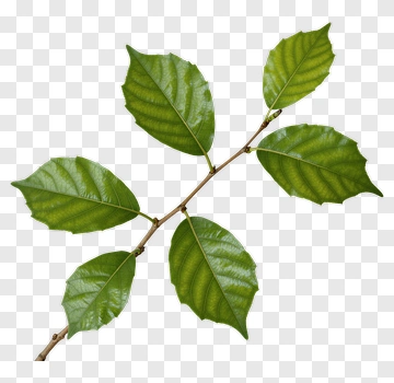 Green Leaves On Branch PNG