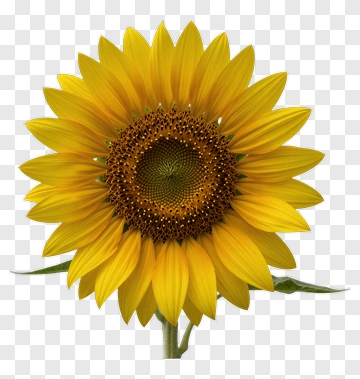 Sunflower In Full Bloom PNG