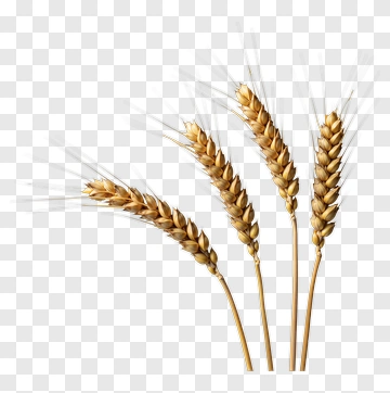 Golden Wheat Ears PNG