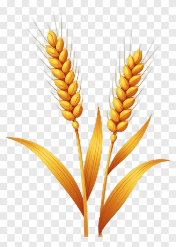 Golden Wheat Stalks PNG