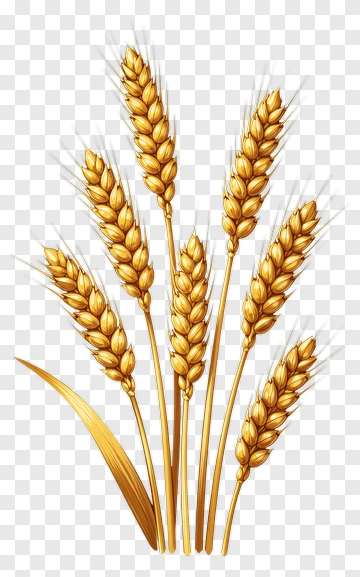 Golden Wheat Ears PNG