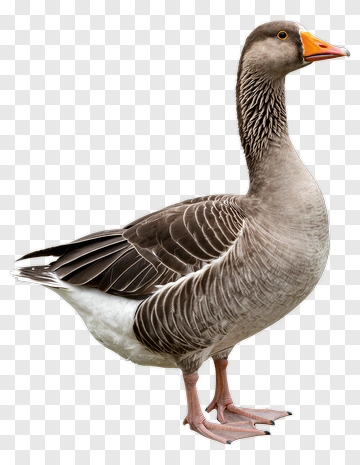 Gray Goose With Orange Beak PNG
