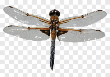 Dragonfly With Orange And Blue Body PNG