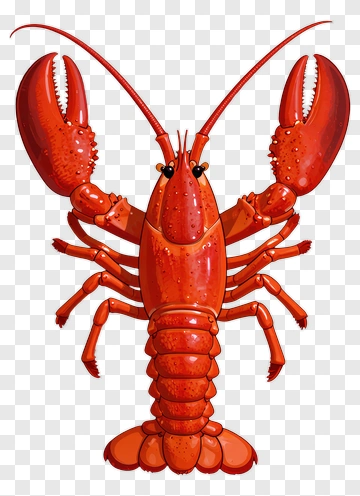 Red Lobster Illustration PNG