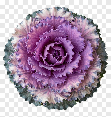 Purple Cabbage Flower PNG