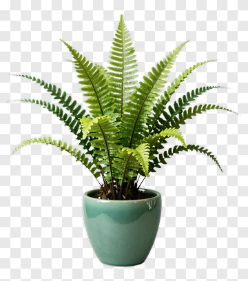 Fern In Teal Pot PNG