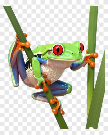 Tree Frog On Grass Stem PNG