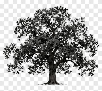 Hand Drawn Tree PNG