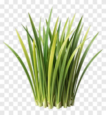 Fresh Grass With Dew Drops PNG