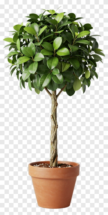 Topiary Tree In Terracotta Pot PNG