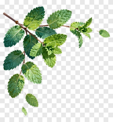 Mint Leaf Branch With Water Droplets PNG