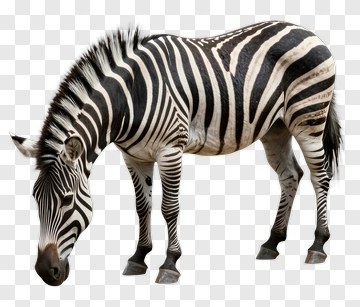 Zebra Grazing PNG