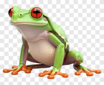 Red-eyed Tree Frog With Vibrant Colors PNG