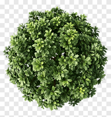 Top View Of A Green Bush PNG