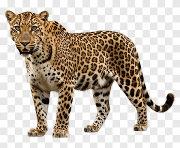 Leopard Standing Alert PNG