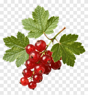 Red Currant With Green Leaves PNG