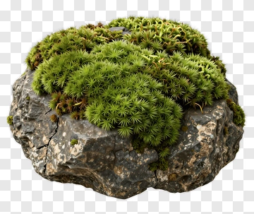 Green Moss On A Rock PNG