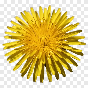 Yellow Dandelion In Close-Up PNG