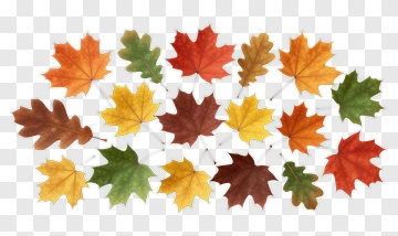 Autumn Leaves Collection PNG