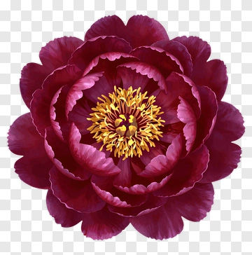 Purple Peony With Yellow Center PNG