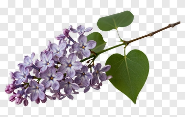 Lilac Flowers On Branch PNG