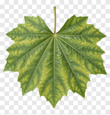 Green Leaf With Yellow Spots PNG
