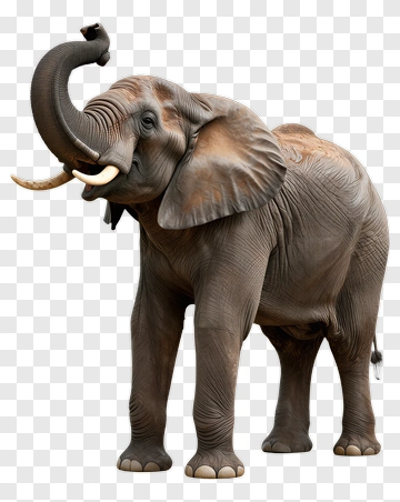 Realistic 3D Elephant PNG