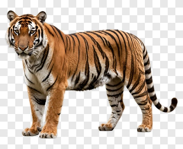 Tiger Standing Alert PNG