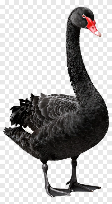 Black Swan PNG