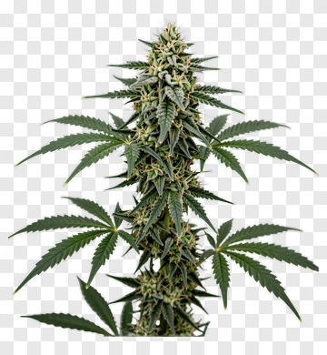 Marijuana Plant PNG