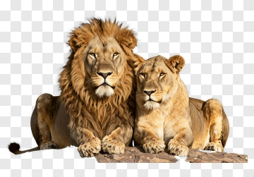 Lion And Lioness Resting Together PNG