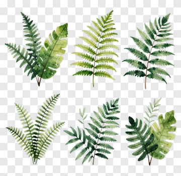 Fern Leaf Collection PNG