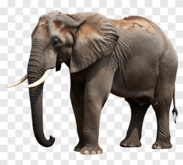 Elephant With Long Trunk And Tusks PNG