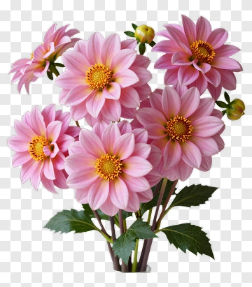 Pink Dahlia Flowers In Bouquet PNG