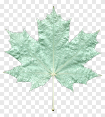 Maple Leaf PNG