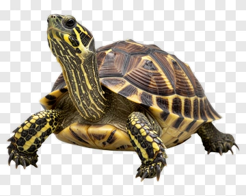 Turtle With Yellow And Brown Shell PNG