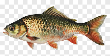Realistic Hand Drawn Fish PNG