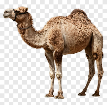 Camel With Harness PNG