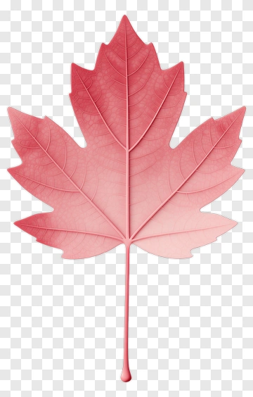 Pink Maple Leaf PNG